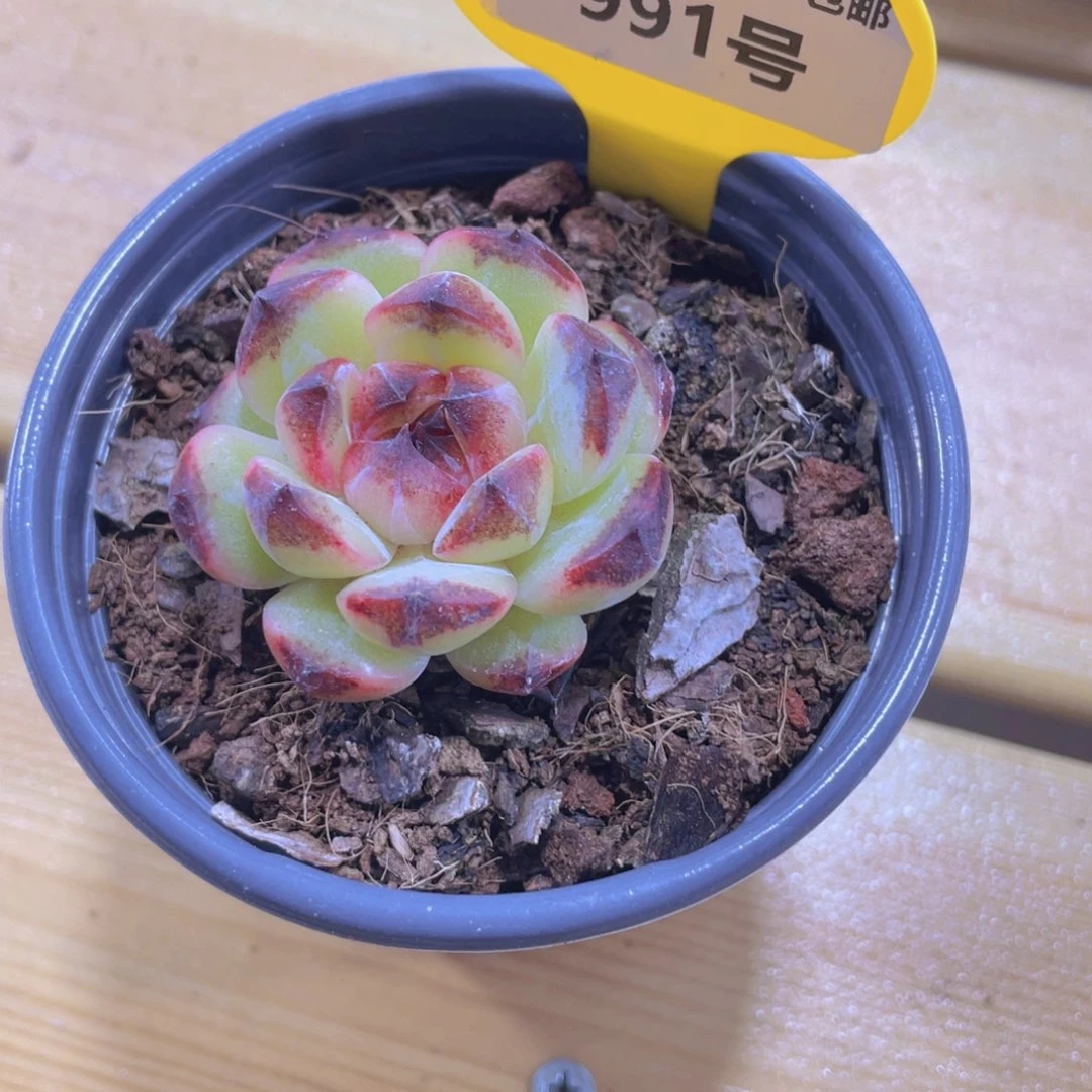 991号 全状态原始暗黑糖心