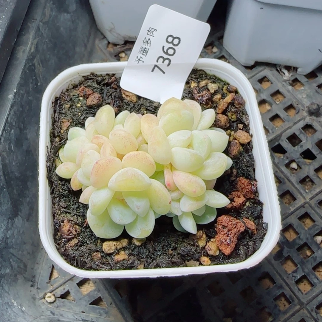 玻璃体糖心冰玉群，7368多肉植物