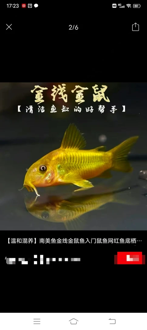 金线金鼠2-3厘米一只 福袋赠送的鱼运输损耗不包损