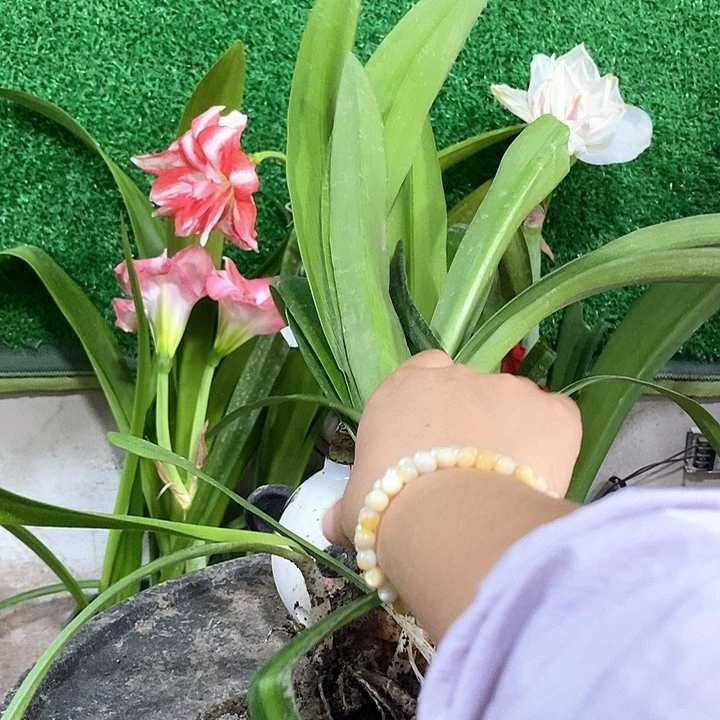 全部花朵白鬼多侧2颗福利787号