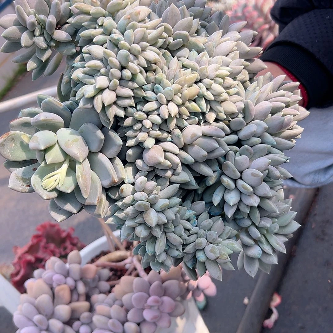 知*、胖美人缀化多肉21201