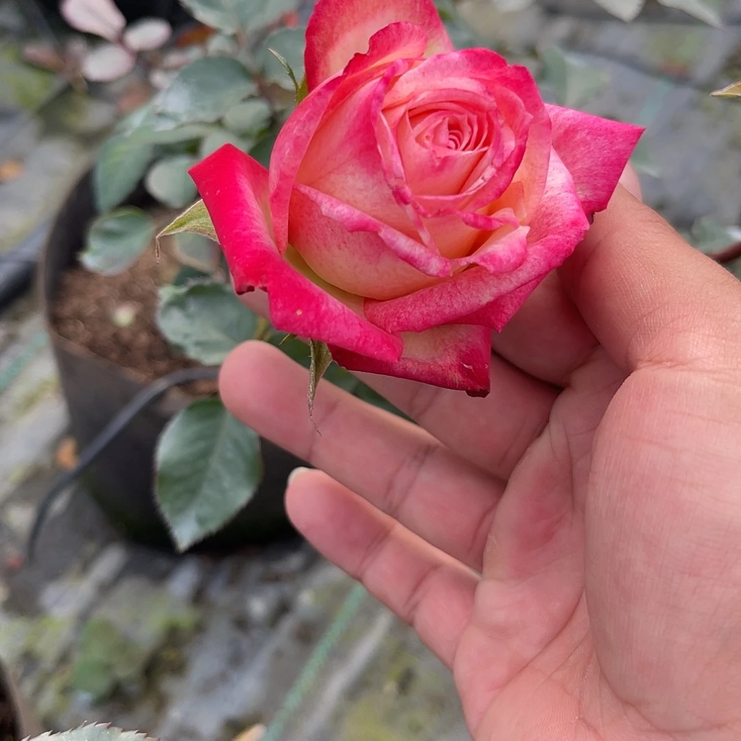 无花朵——-弥漫 福利款