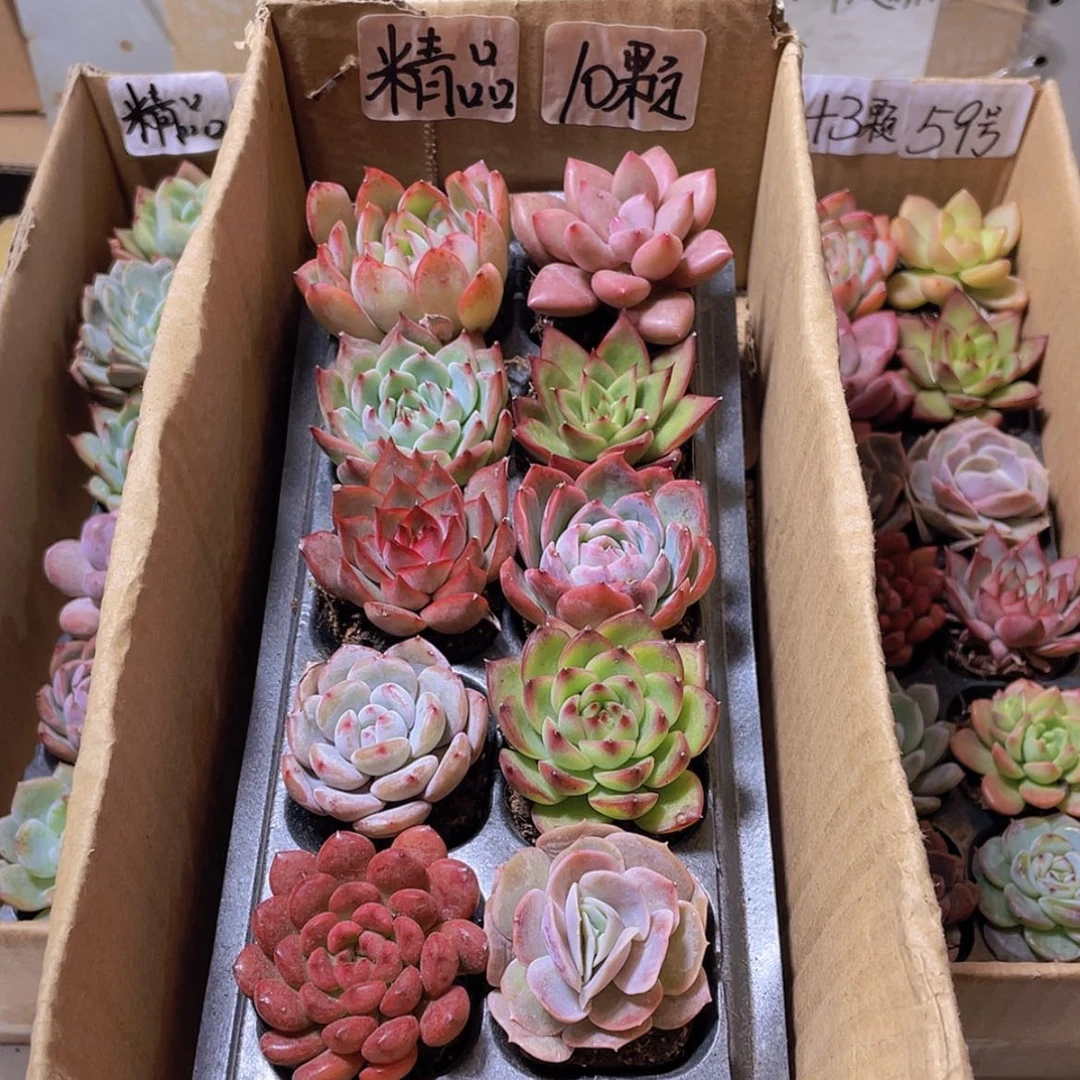 【闪购商品】【量拍】10颗精品多肉约4厘米