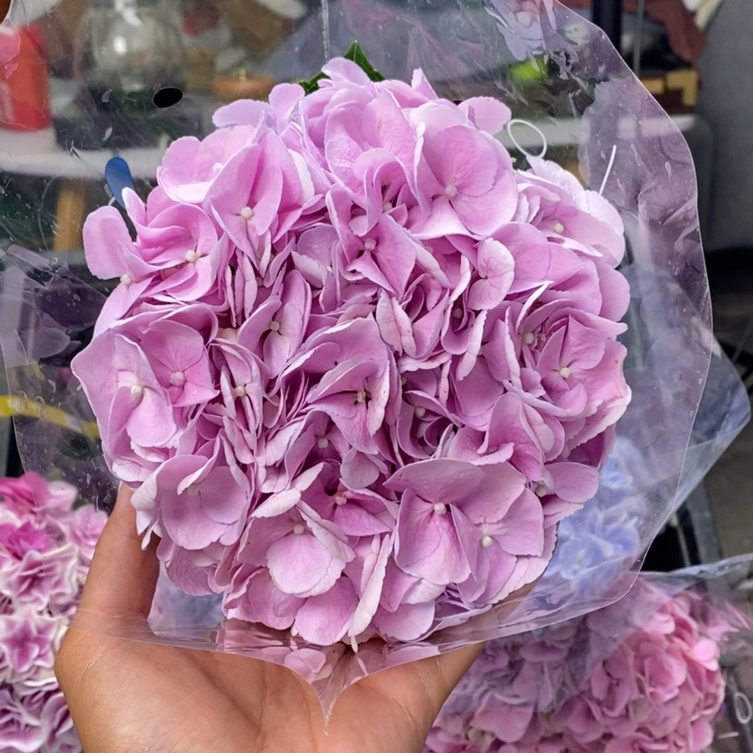 453号绣球（3单顺丰冷链包邮、偏远15运费发德邦空运）