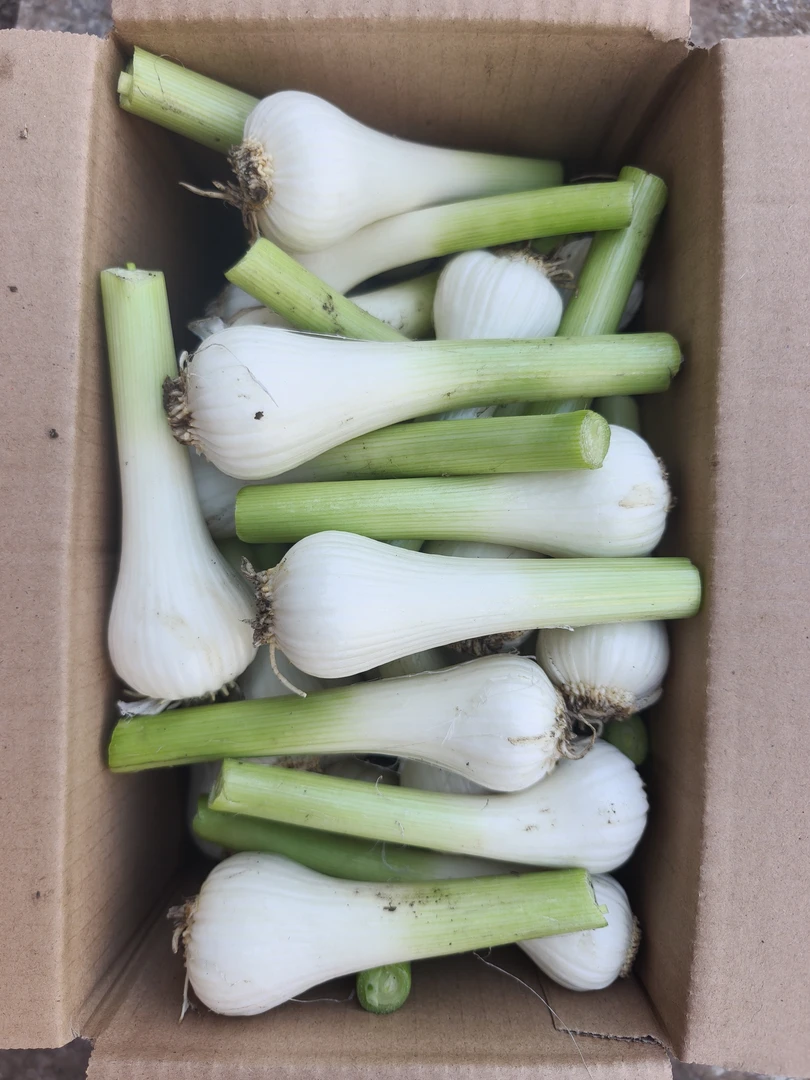 东北白皮青蒜5斤包邮