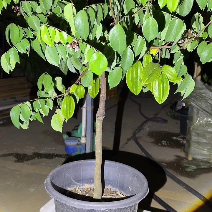 台***月无花朵果树1111111111111