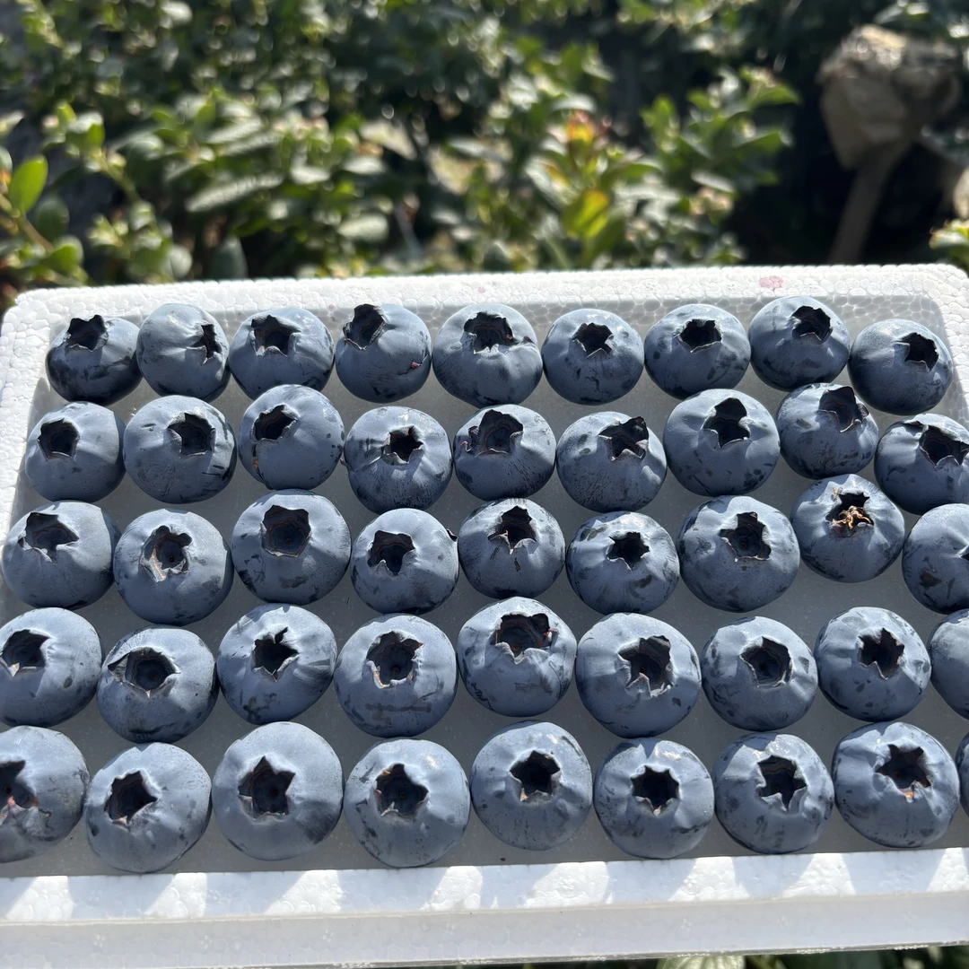 高原露天蓝莓  基地现采现发