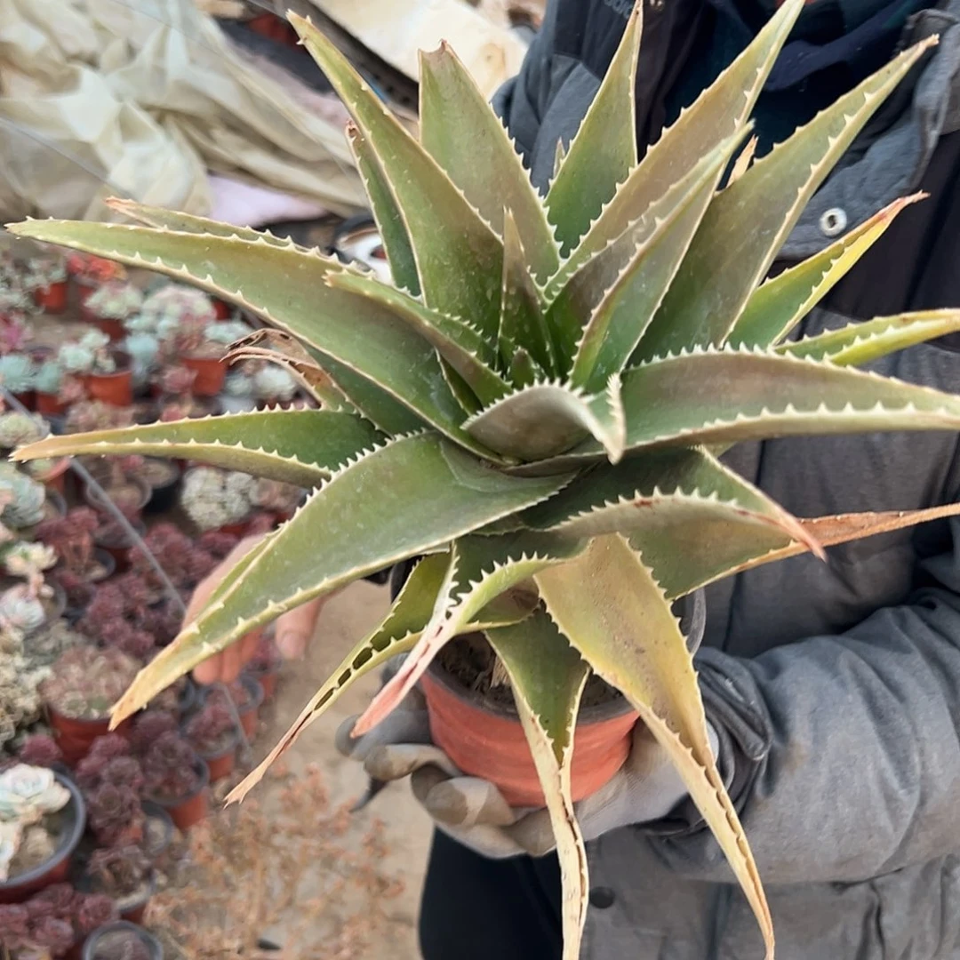 多肉植物大颗芦荟