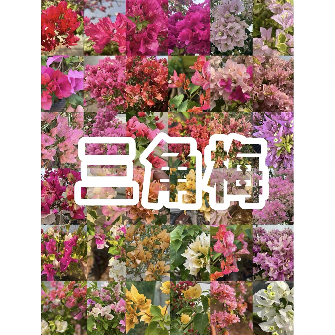 【新疆包邮】三角梅基地直发（贴号一物一拍）