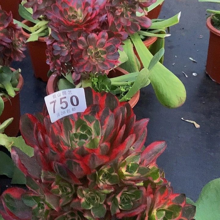 大*、750号多肉魅金玫瑰锦