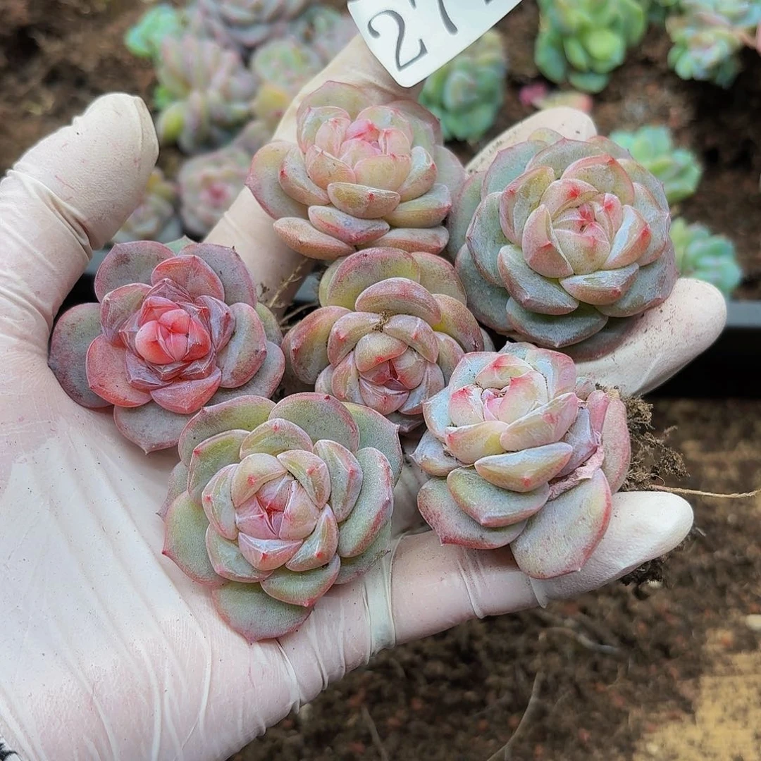 紫****x多肉植物多肉植物272