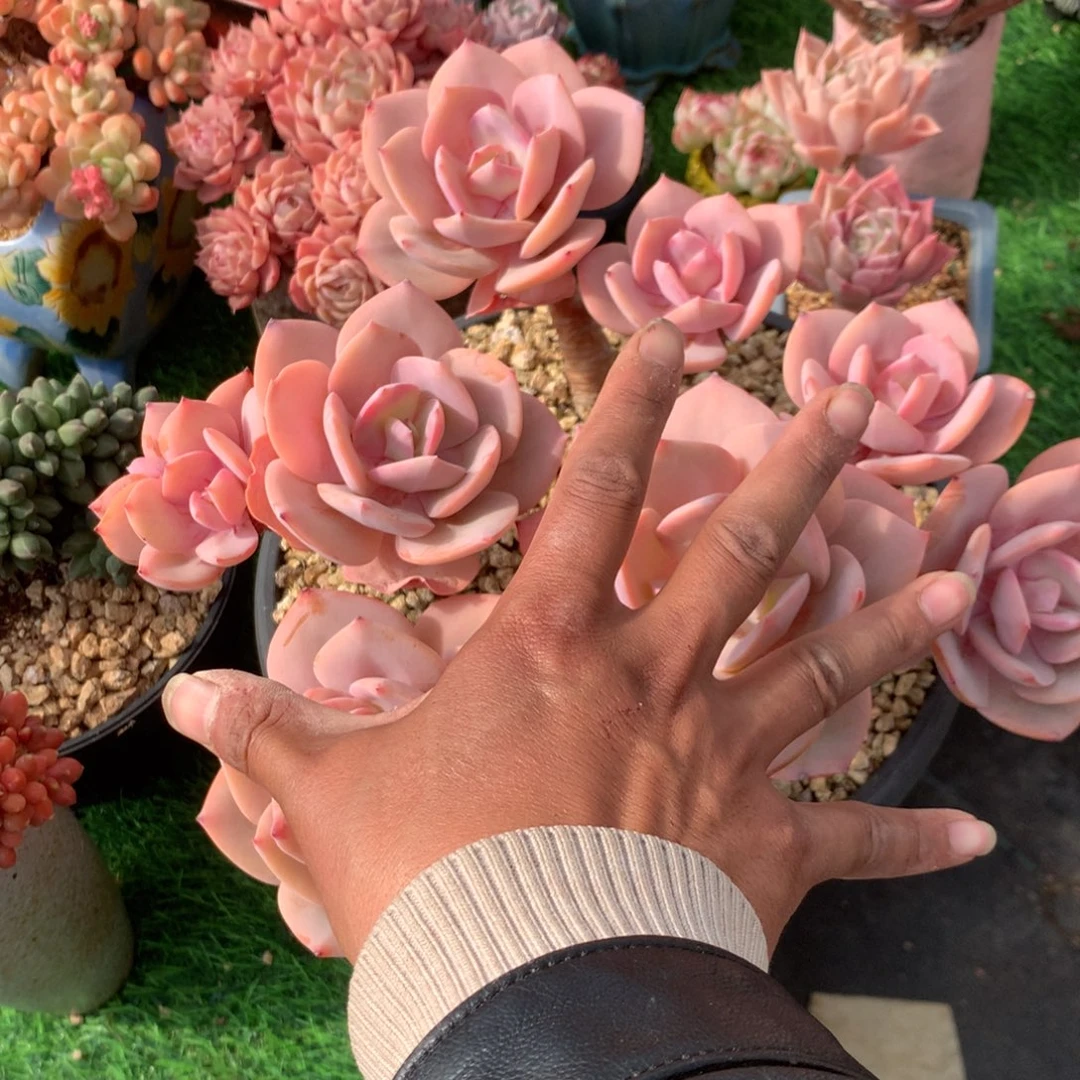 春****?中果期较少或无霜