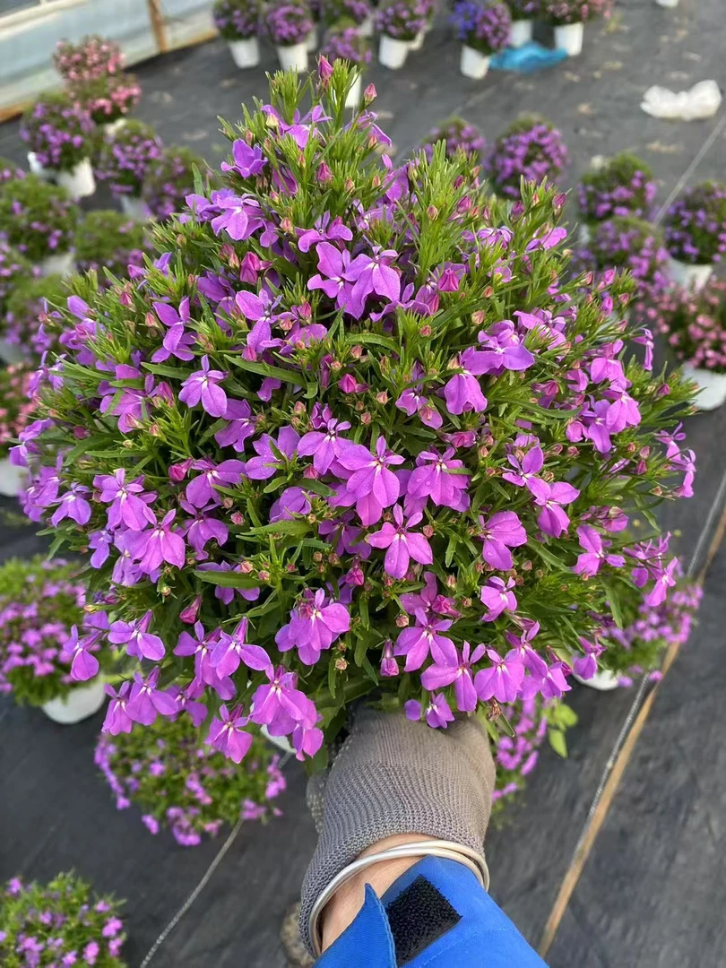 六倍利四季开花适合阳台室外地栽