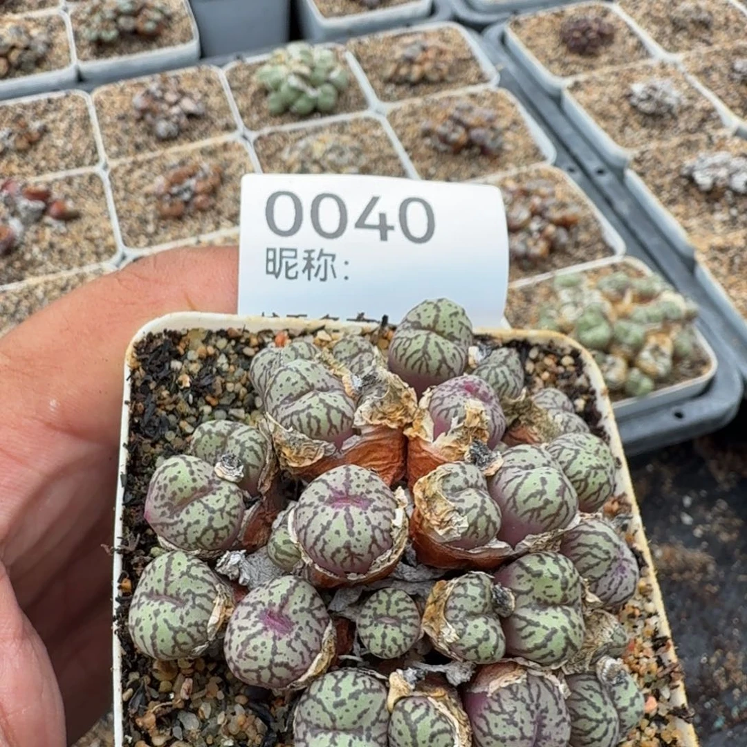 心***空多肉植物多肉植物多肉植物