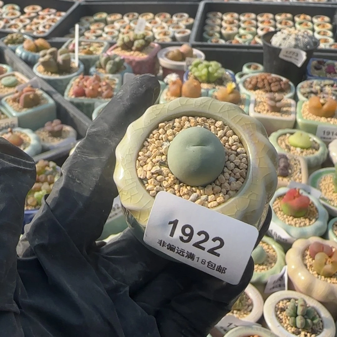 1922--一物一拍 带盆