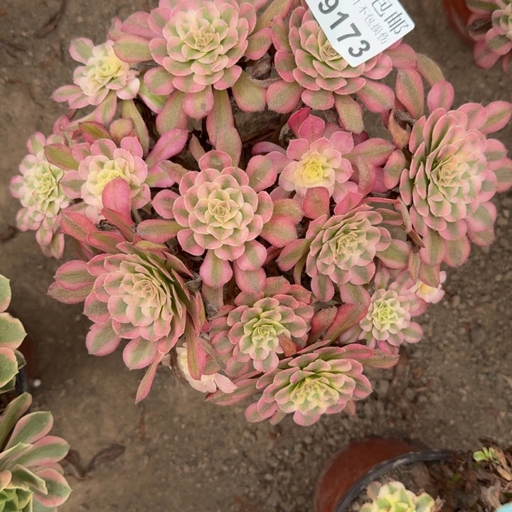 19173同白多肉植物
