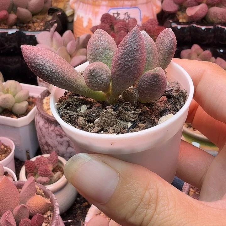 一物1️⃣拍，感谢支持