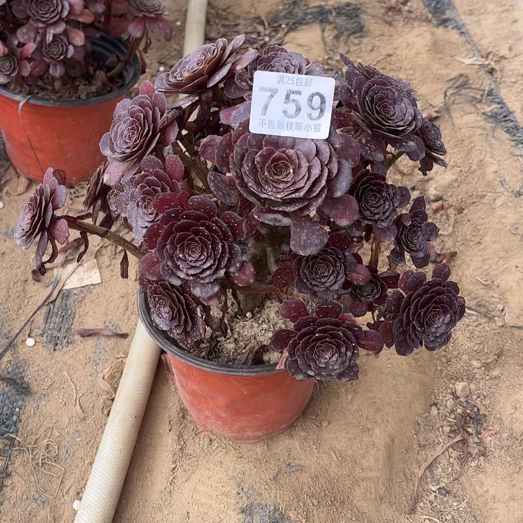 红萝莉759不包断枝