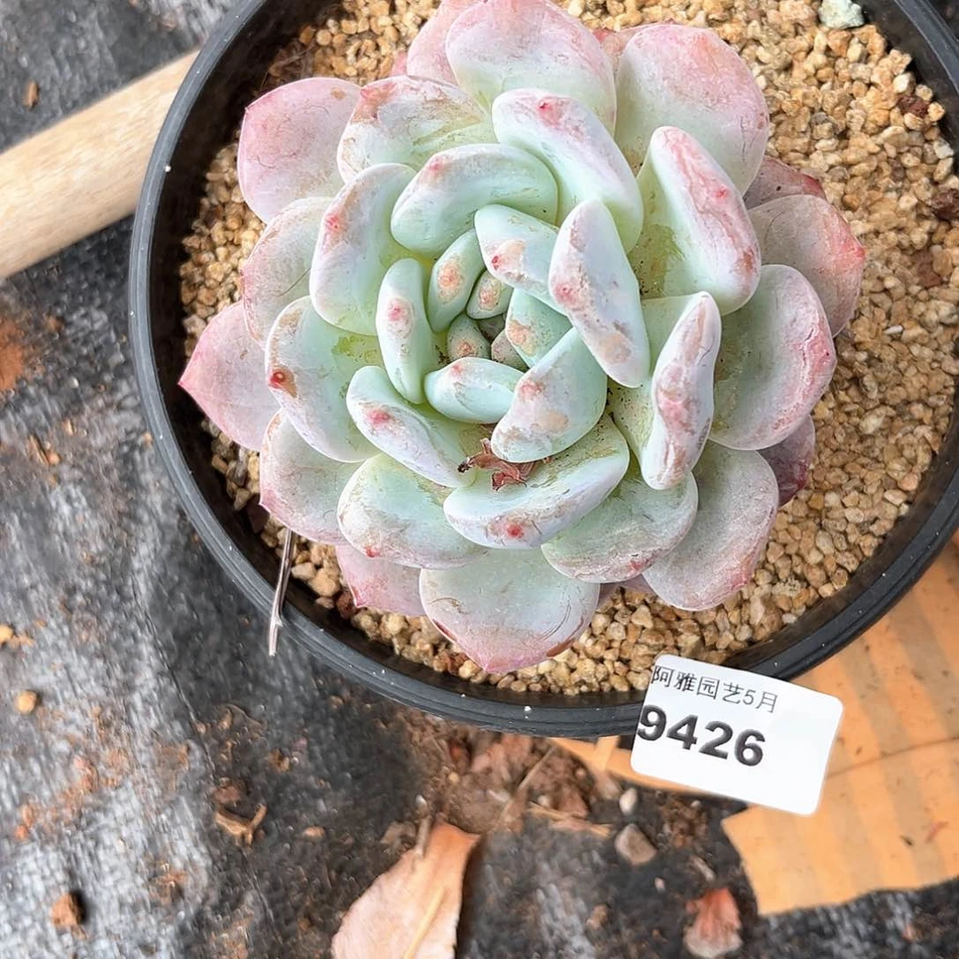 阿雅园艺。   9426