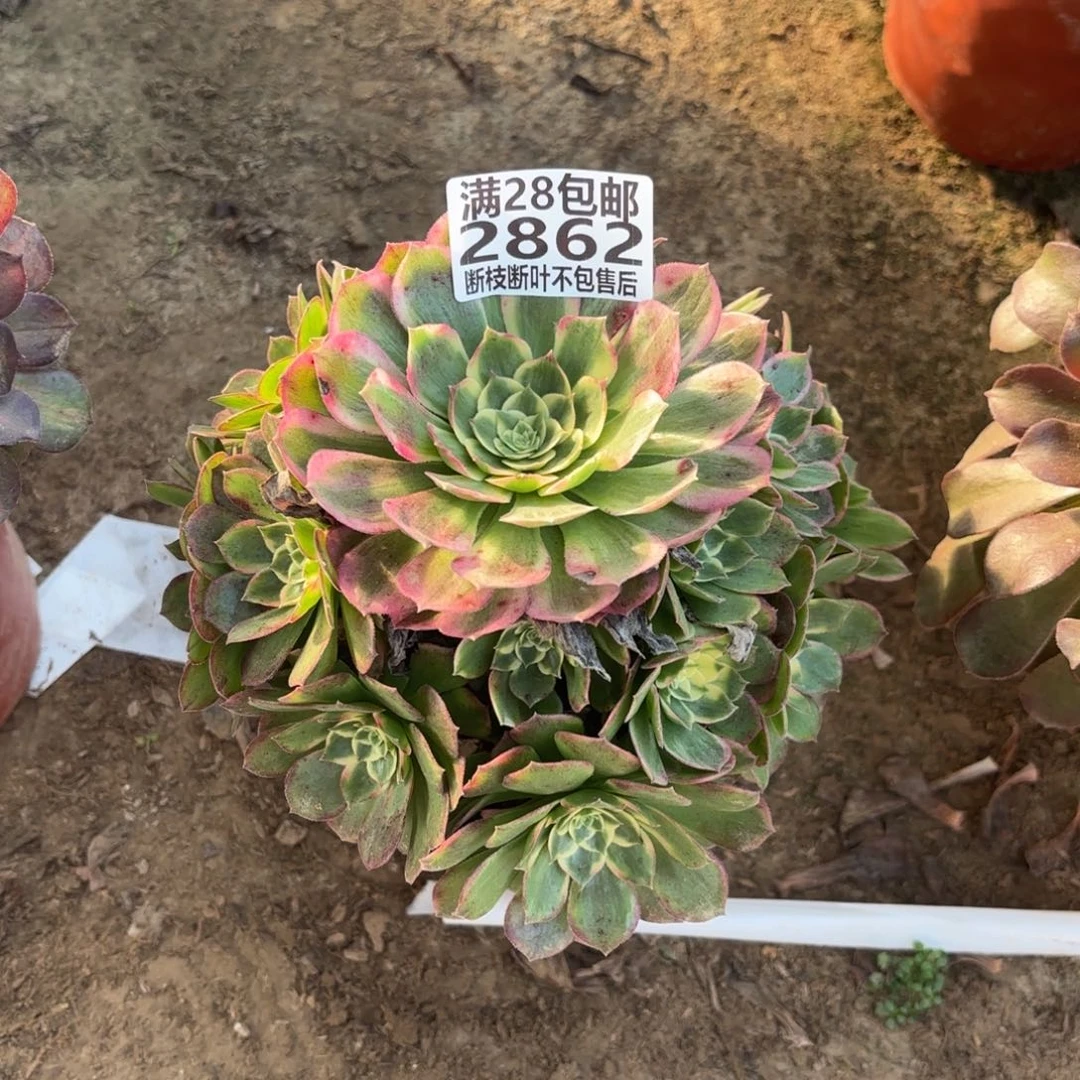 M. 2862海王多肉，cade