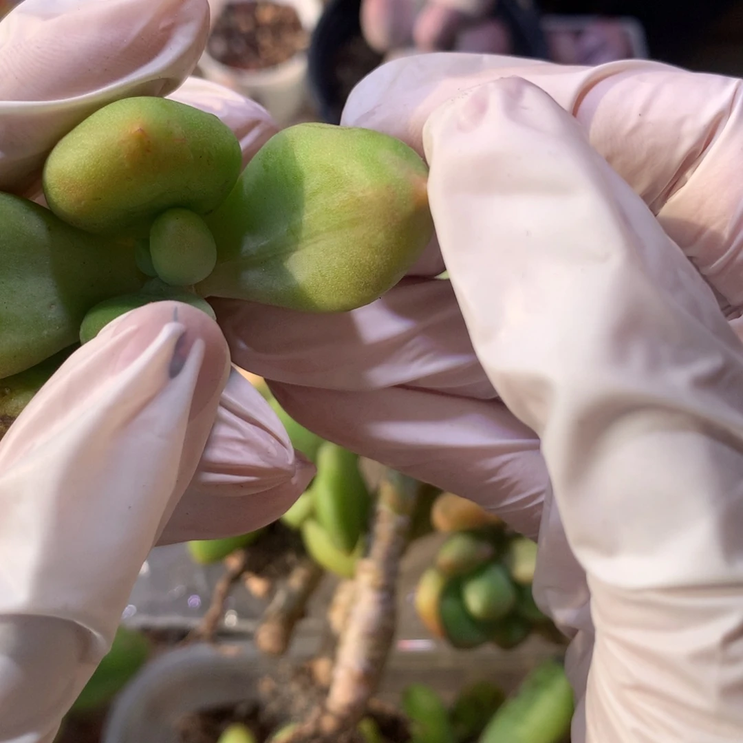 乌里维亚叶片，2-3