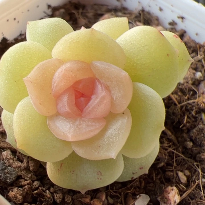 b56 一物一拍，精品糖心，尺寸不大介意勿拍