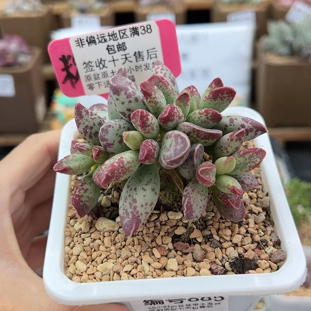 685艾薇多肉植物