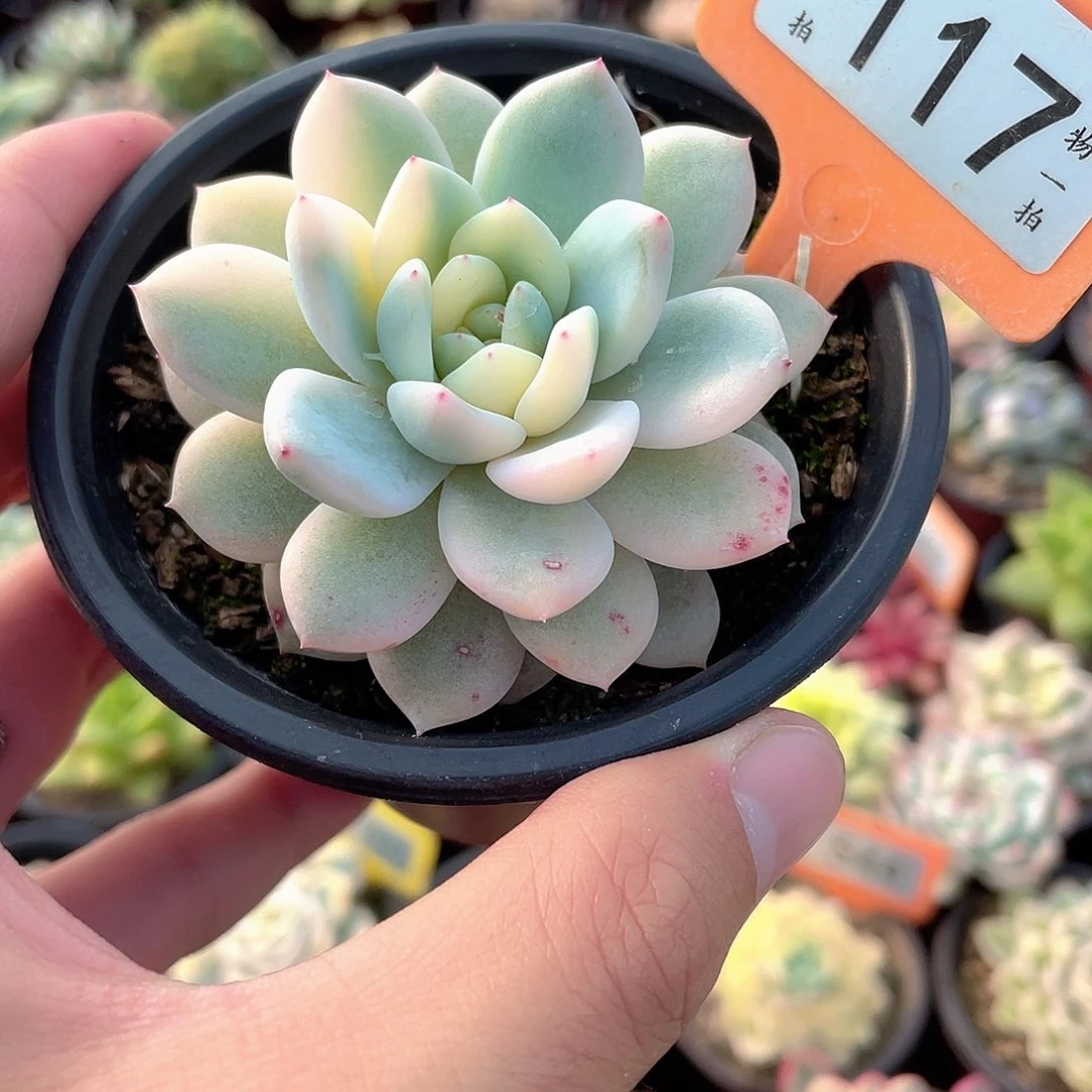 梦露锦117号多肉植物