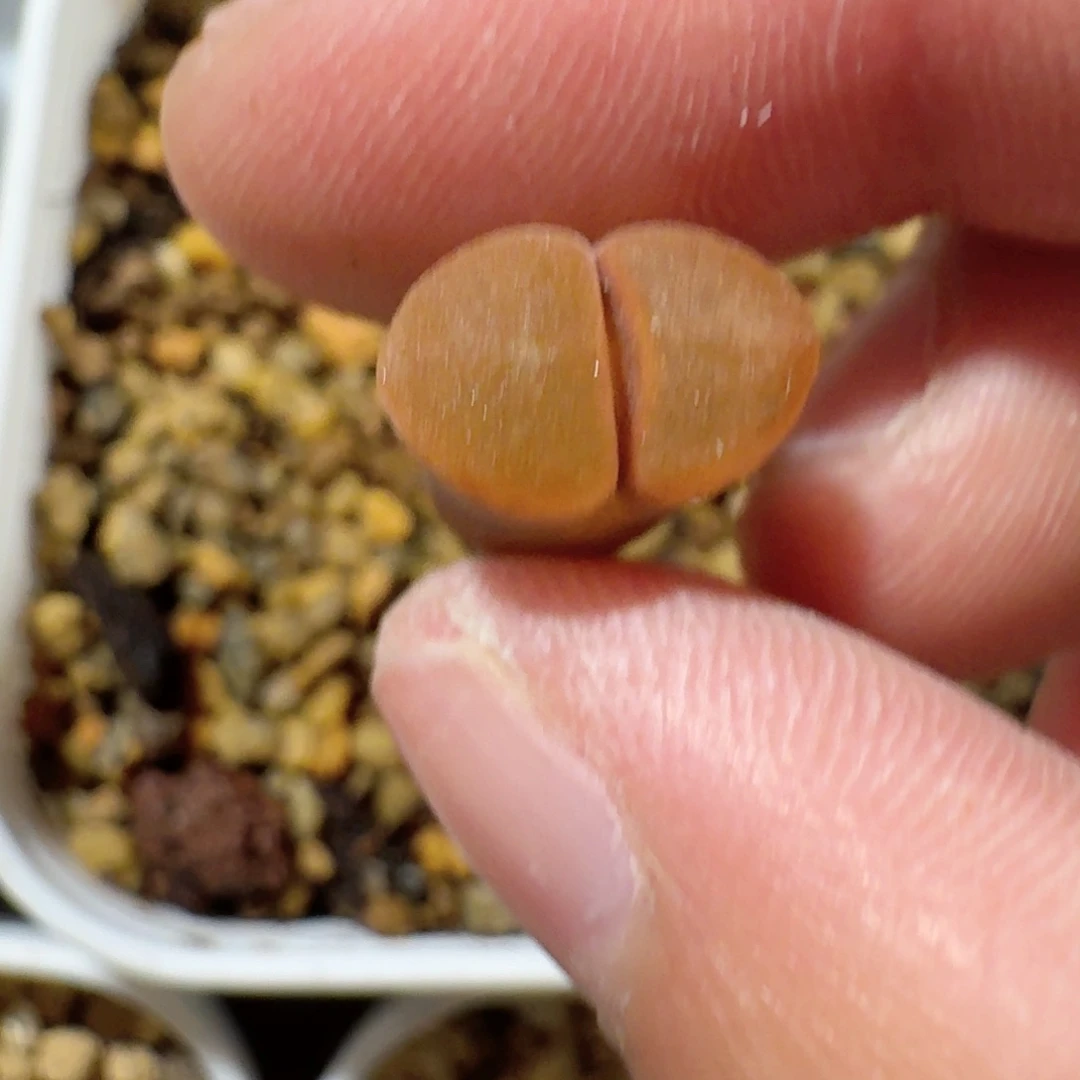 熊****球脱土发货............