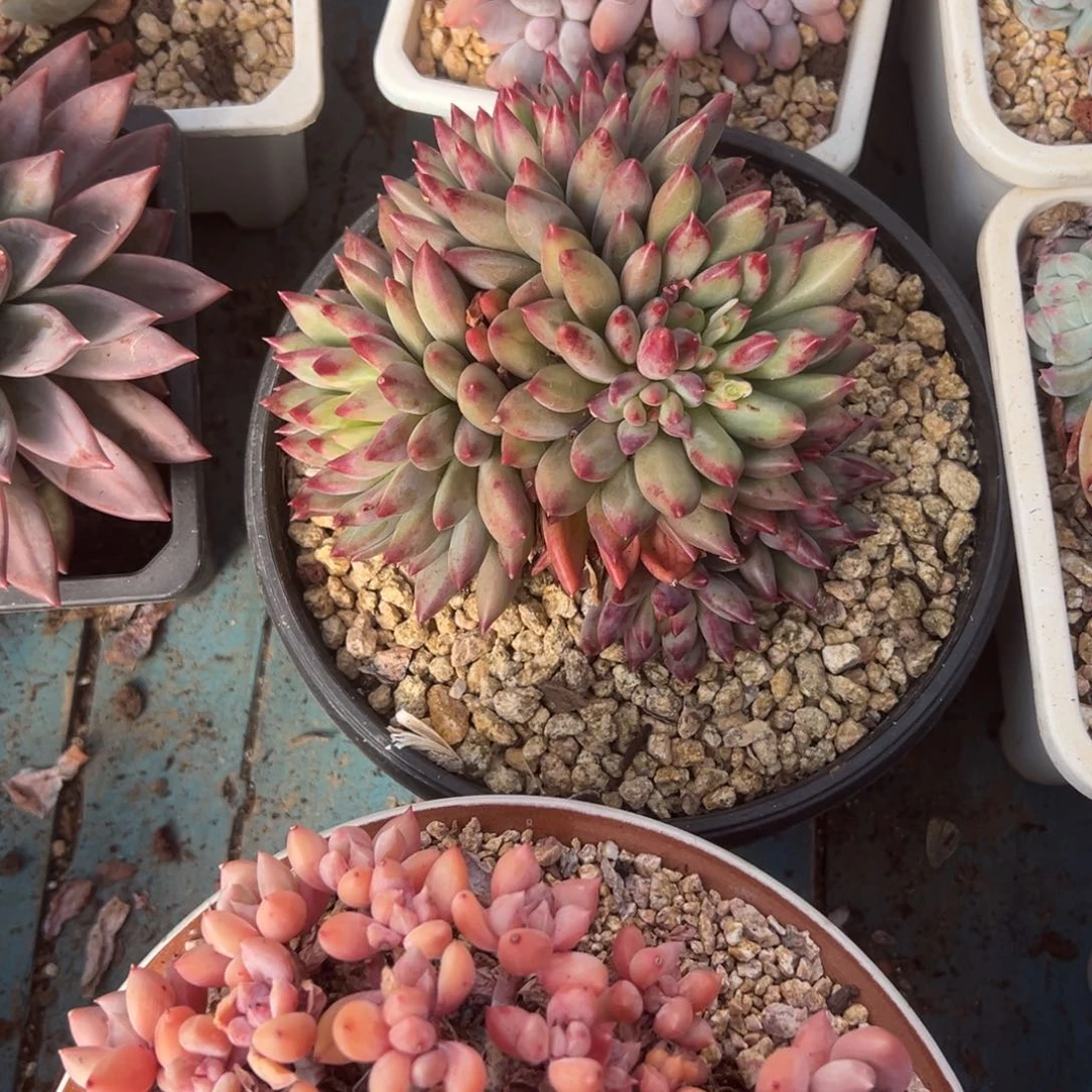 精品多肉植物老桩