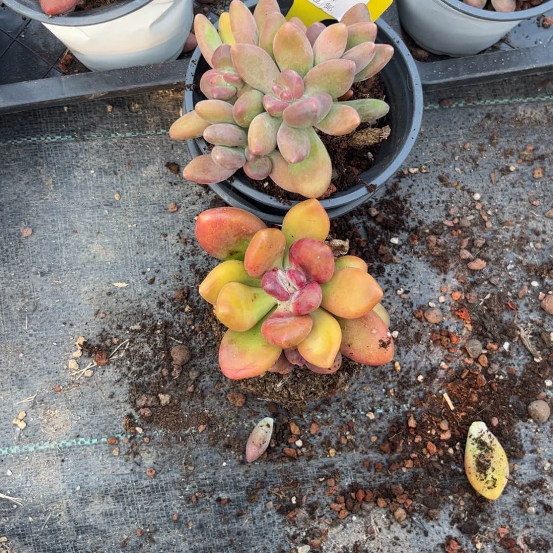❣️**多肉植物1111两个芒果奶