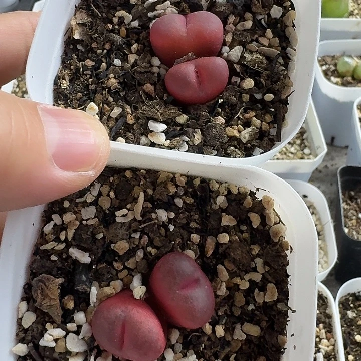 老马生石花双头吕红1507