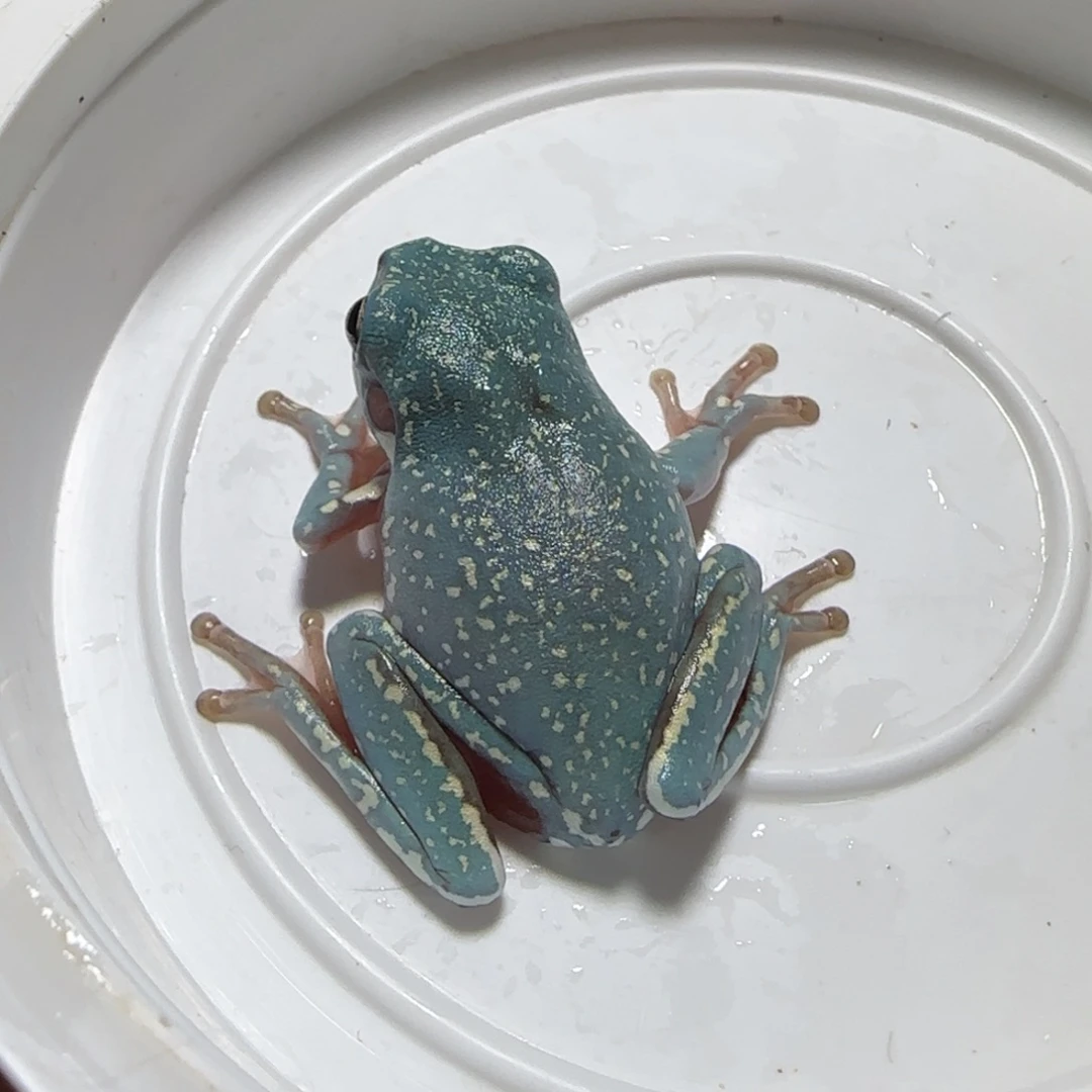 老爷树蛙9 魔鬼蓝暴雪