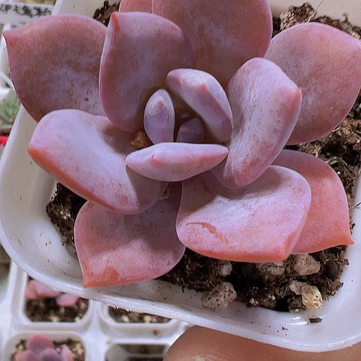 红茶19包邮多肉植物