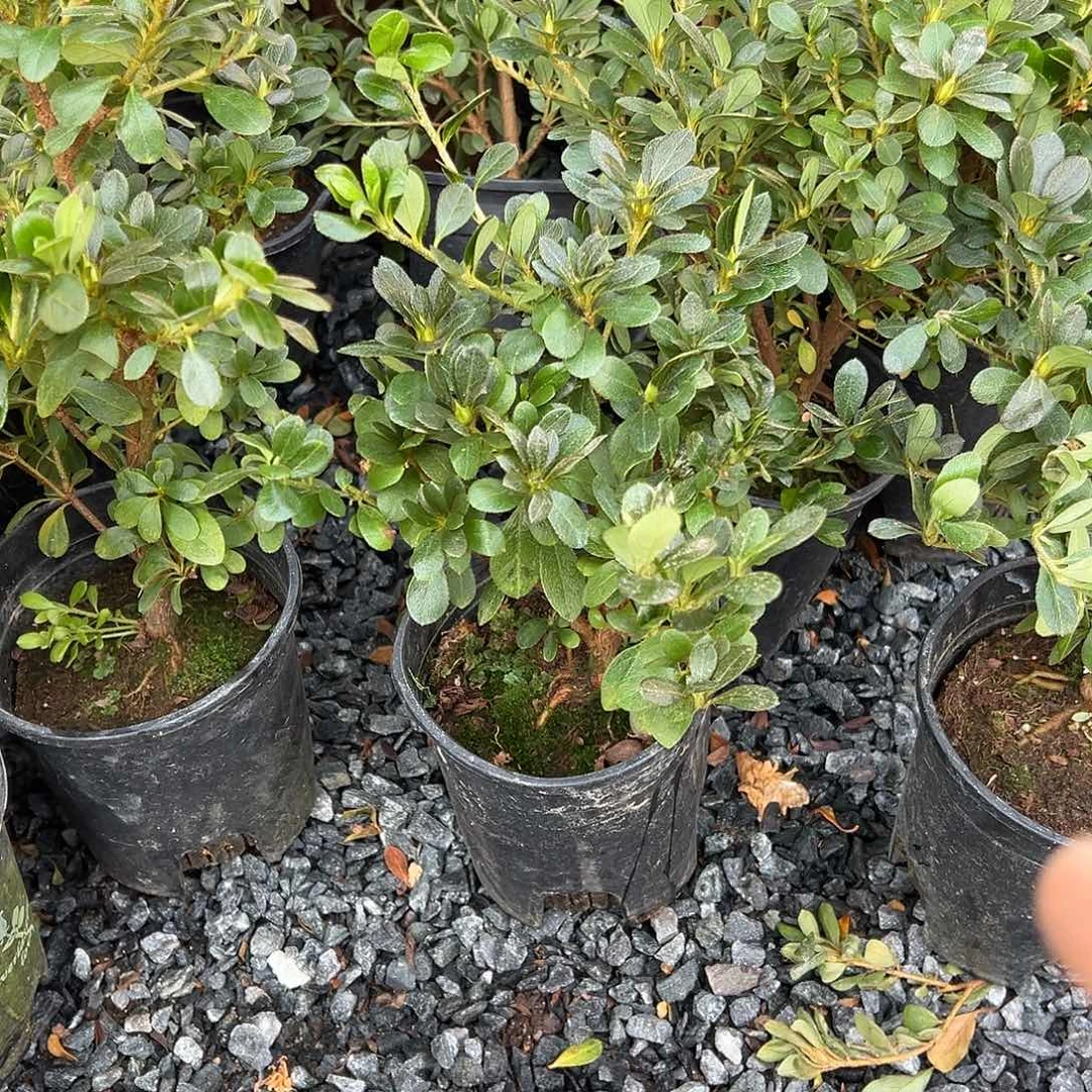 无花朵盆景皋月杜鹃嫦娥
