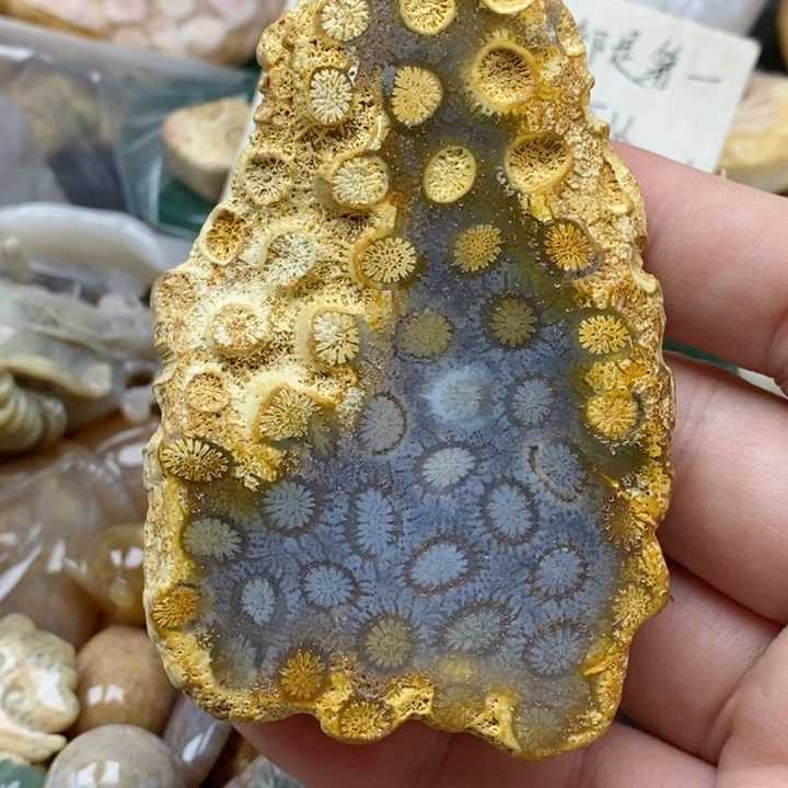 硅化珊瑚（珊瑚玉）未镶嵌颈饰锦*