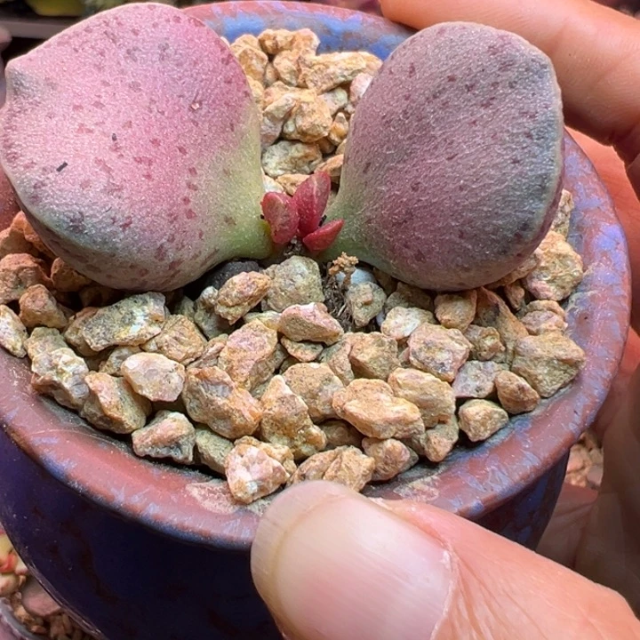 愛***屋吉祥如意的一个人在