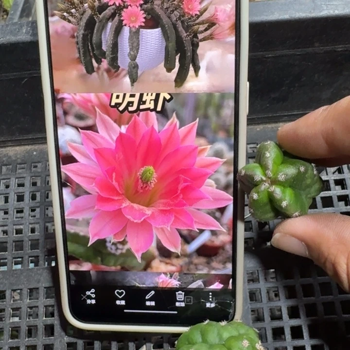 203明虾歪3公分左右无根侧牙软，20包邮
