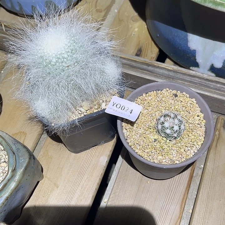 紫砂花盆手****3YO024已配已配