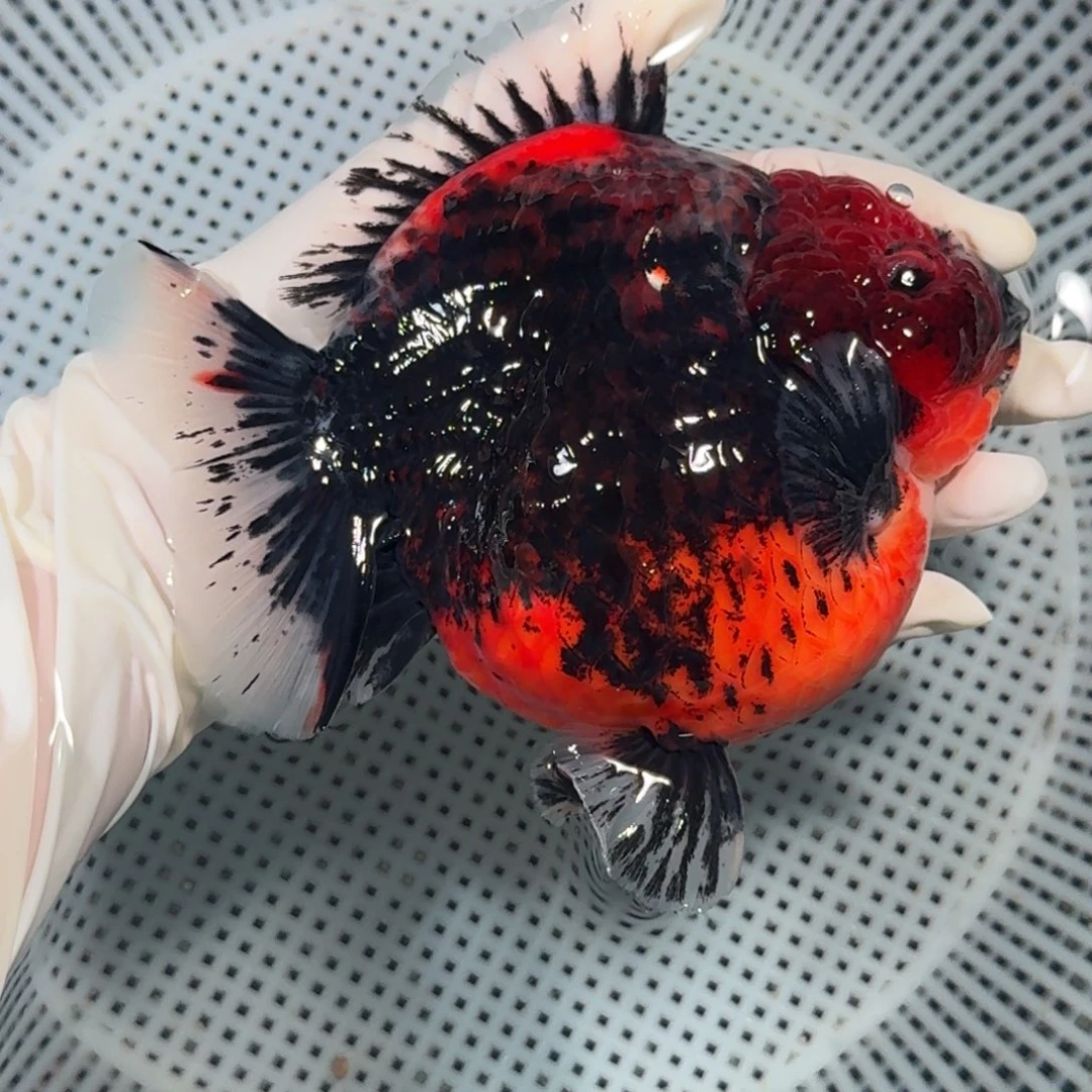 金鱼顶货短尾将军狮子