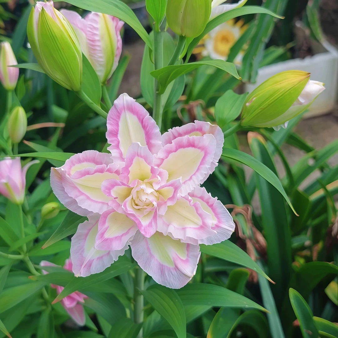 香水百合种球大花朵花型四季赏花阳台庭院春夏秋冬种植发芽重瓣