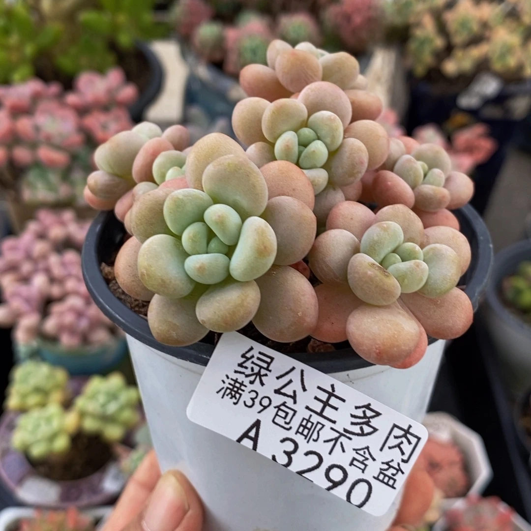 3290洛可可8cm多肉