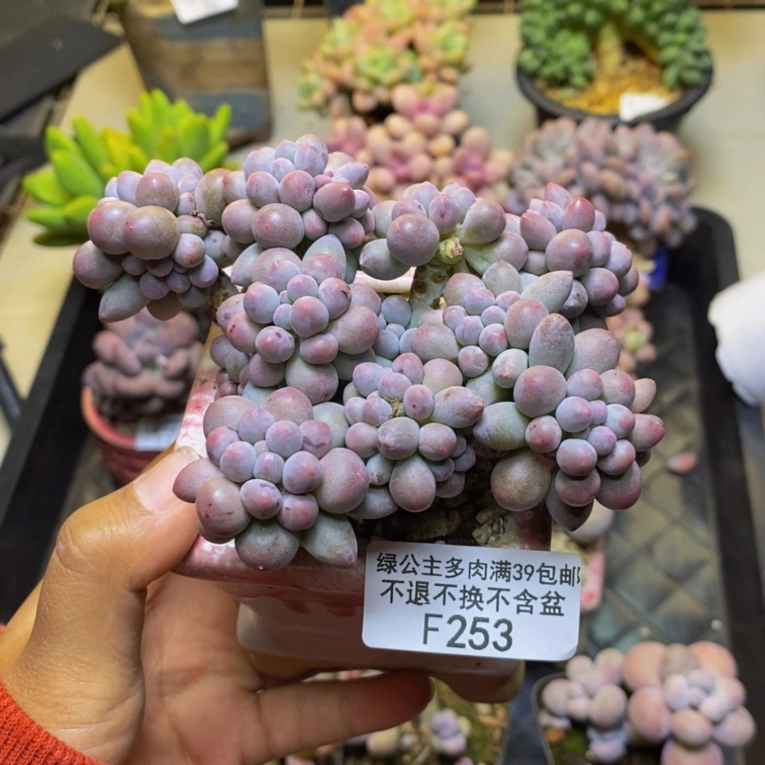 253香水手指奶多肉8cm