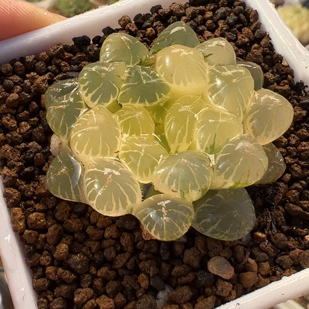 851多肉植物种类多样