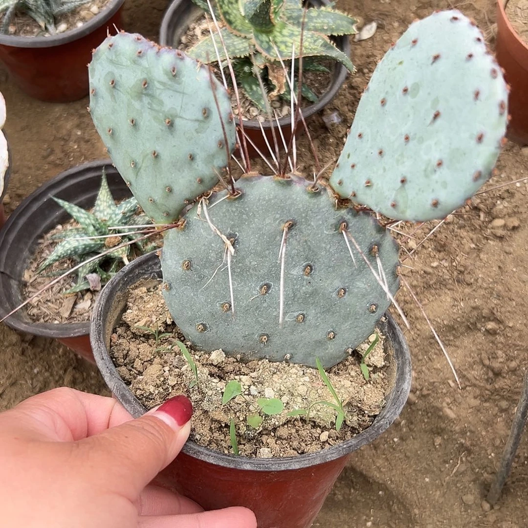 多肉植物多肉植物