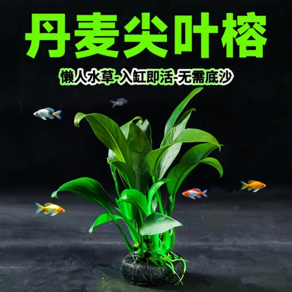 【丹麦尖叶榕坨草】水榕水草鱼缸造景养鱼好养火山石增氧净水真水草