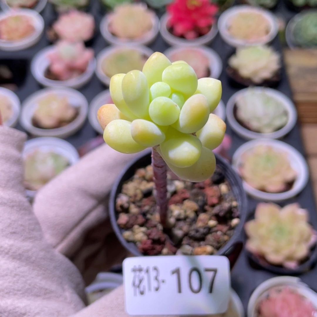 花利美13-107天使之泪