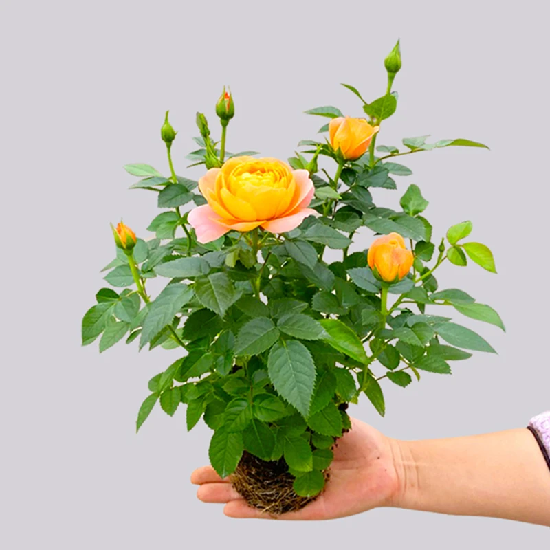 果汁阳台月季花苗四季花卉盆栽绿植物室内花易活玫瑰带花苞庭院