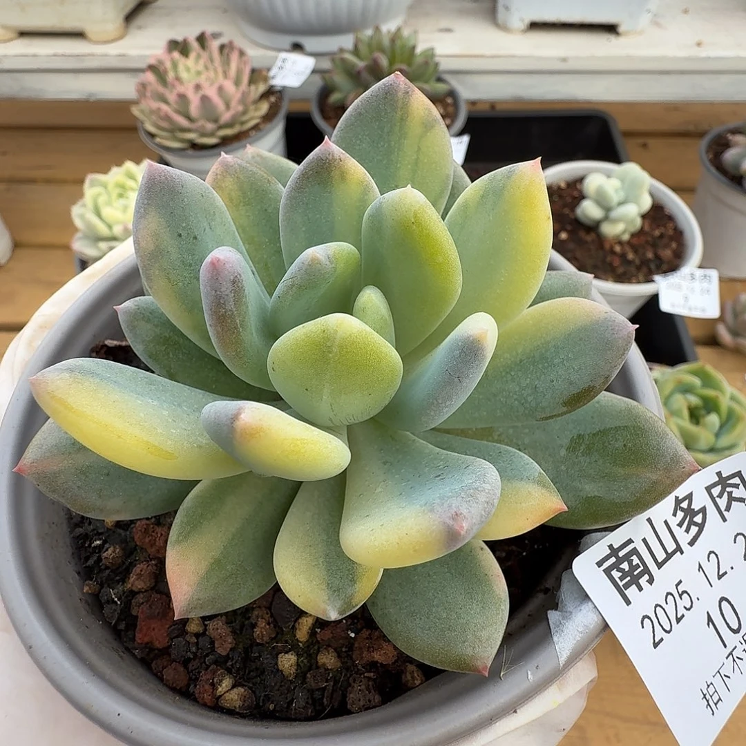 灰姑娘拉丝锦111224-10