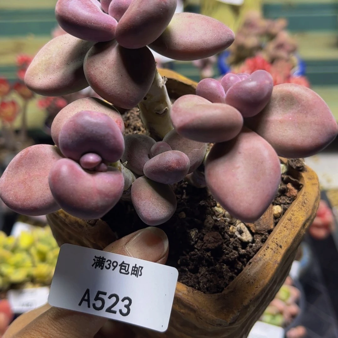 芒果奶523/9cm多肉